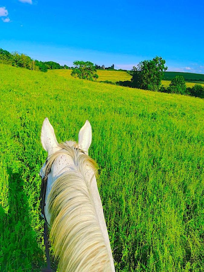 Fabuleux - Domaine Du Moulin D'Andraut Bordeaux-Chevaux-Golf-St Emilion Villa Montussan Buitenkant foto
